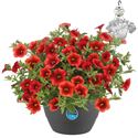 Bild von HP27 o.kl. Calibrachoa Orange